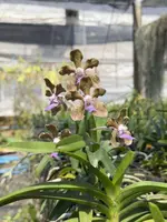Vanda tessellata (First Bloom)