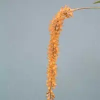 Dendrochilum bicallosum — Cal-Orchid Inc.