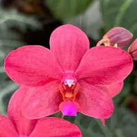 Phalaenopsis Buddha's Treasure 2.5"