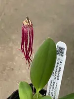 Bulbophyllum habrotinum