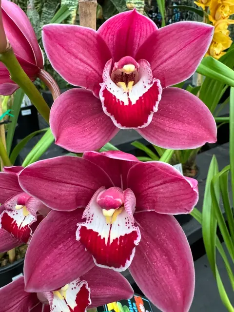 Cymbidium Rotorua 2n 'Rose'