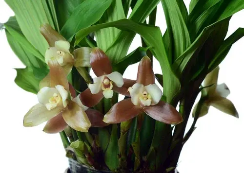 Lycaste xytriophora (Lycaste)