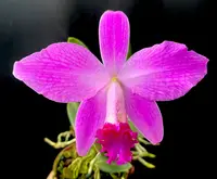 Laelia Adrienne