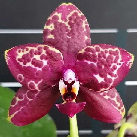 Phalaenopsis Yaphon Black Rose (Phalaenopsis)
