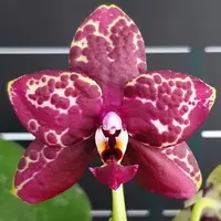 Phalaenopsis Yaphon Black Rose 2.5"