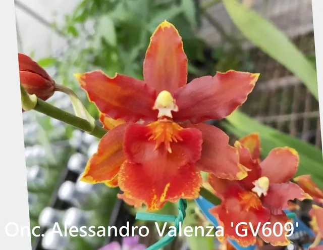 Oncidium Alessandro Valenza 'GV609' (Oncidium)
