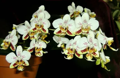 Phalaenopsis stuartiana (Phalaenopsis)