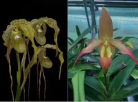 Phragmipedium Mont Remon ‘Orange Glow’ x caudatum ‘Lady luck’ OIV0100