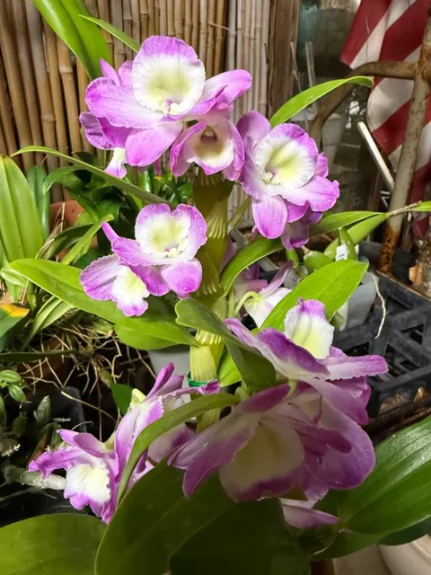 Dendrobium Violet Fizz Orchid Mild Fragrance 'Luna' (Dendrobium)