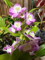Dendrobium Violet Fizz 'Luna' orchid mild fragrance — Not Currently In Bloom or Spike