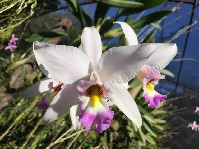 Laelia anceps 'Kwagga' (Laelia)
