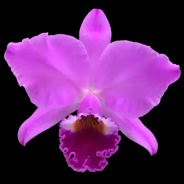 Cattleya labiata v. rubra x sib (‘Orchid Eros’ x ‘Ching Hua’)
