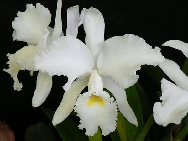 Cattleya jenmanii var alba x (Cattleya)