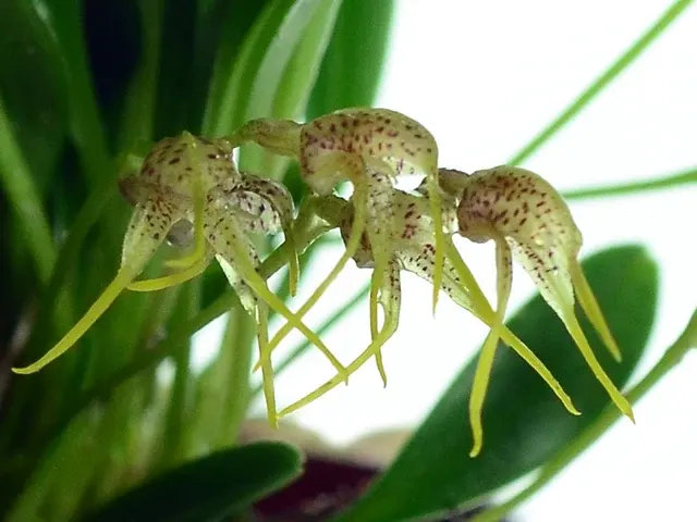 Masdevallia anceps (Masdevallia)