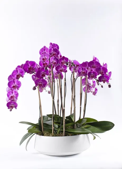 Phalaenopsis Hot Lady