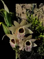 Dendrobium hekouense