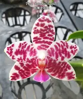 Phal. Natasha 'Auspice' — Blooming size