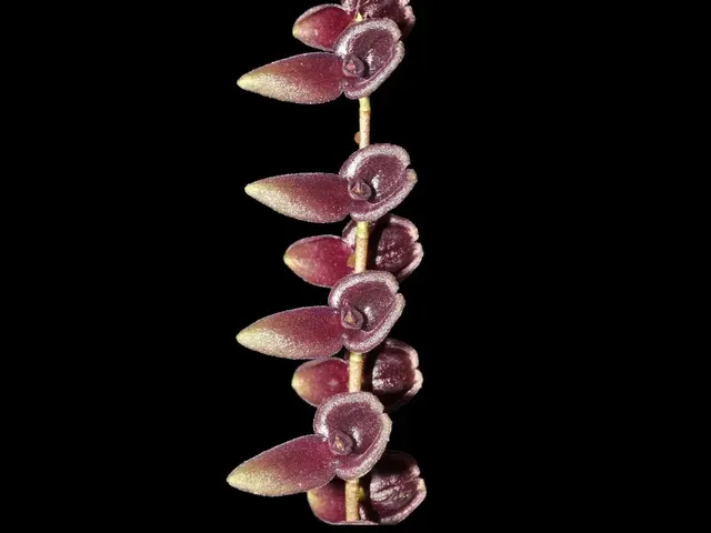 Stelis santiagoi (Stelis)