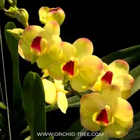 Vanda Yellow Butterfly Orchid Plant - BS