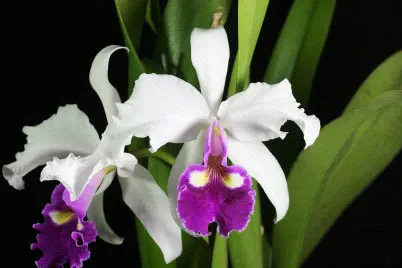 Cattleya hardyana 'C H #1' (Cattleya)