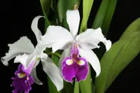 C. x hardyana S/A 'C H #1' (2B) (VC027) (Cattleya - - hardyana ) BS (2B)