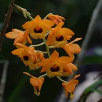Dendrobium fimbriatum