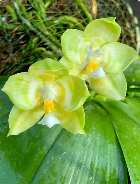 Phalaenopsis Chang Yi Green Giant 'Prince' (Phalaenopsis)