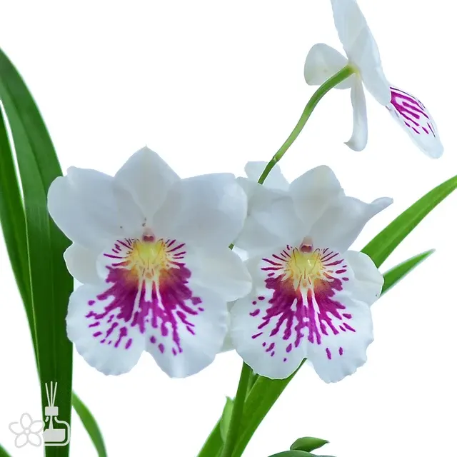Miltoniopsis phalaenopsis 'John Leathers'