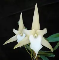 Angraecum sesquipedale