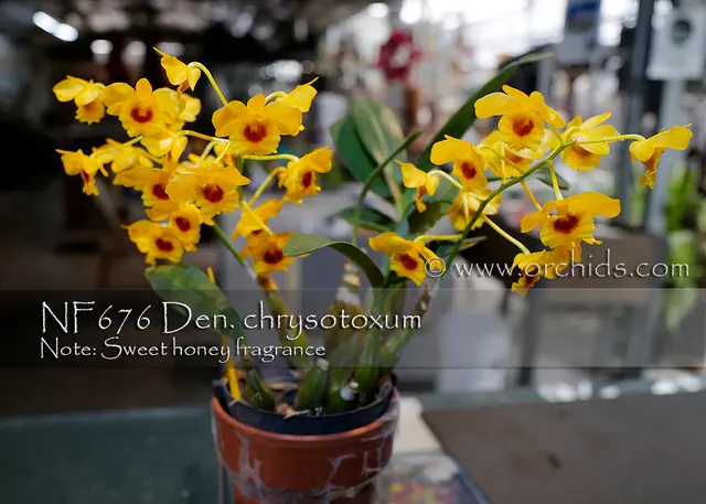 Dendrobium chrysotoxum ', Note: Sweet Honey Fragrance' (Dendrobium)