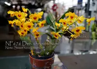 Den. chrysotoxum ', Note: Sweet honey fragrance '
