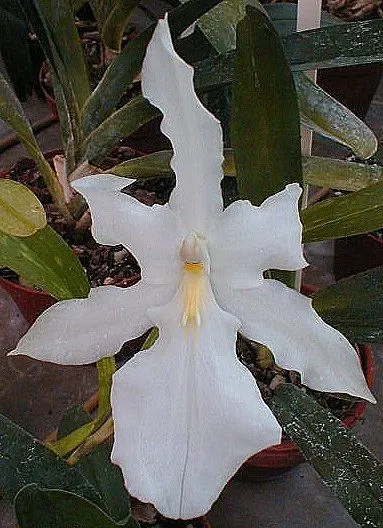 Miltonia spectabilis 'alba'