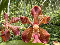 Vanda Motes Miami Heat (2458)