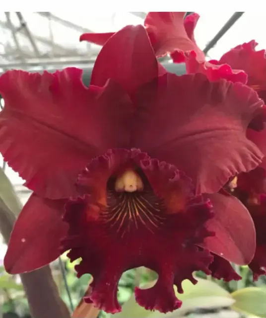 Rhyncholaeliocattleya Heaven's Gate 'Crystelle' (Rhyncholaeliocattleya)