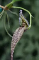 Bulbophyllum romyi ‘Elite’s 1st’