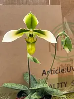 Paphiopedium wolterianum fma album (Sibling cross)
