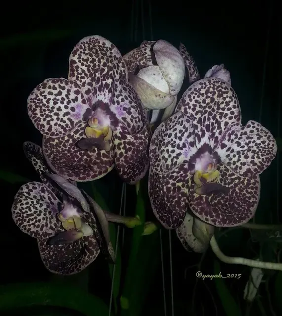 Vanda Kulwadee Fragrance ‘Black Spot’