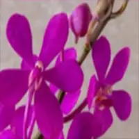 Mokara Orchid Plant Dark Pink'NR' - Top Cutting Small
