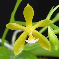 Phalaenopsis mannii fm. flava
