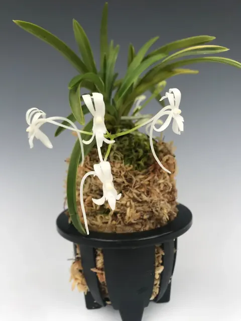 Neofinetia falcata 'Seiounishiki' (Neofinetia)