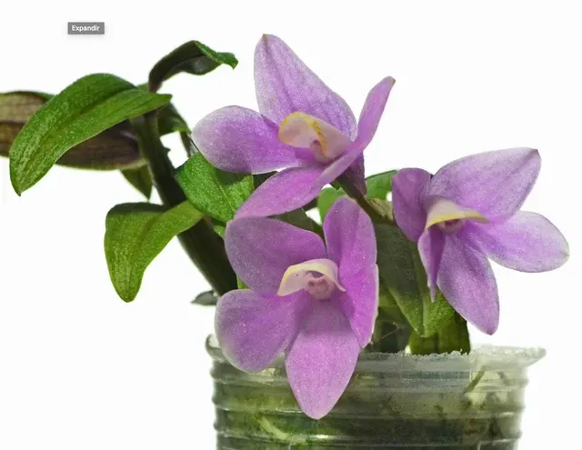 Dendrobium Uzhupud Jewels (Dendrobium)