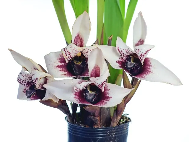 Maxillaria sanderiana (Maxillaria)