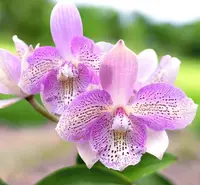 Caulocattleya Chantilly Lace 'Twinkle' — In Bud/Spike
