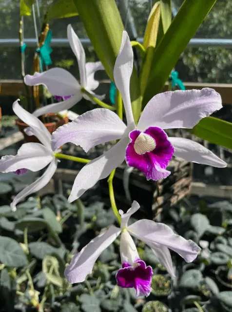 Laelia purpurata 'Tipo' (Laelia)