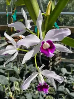 Laelia purpurata 'Tipo' (4" HB)