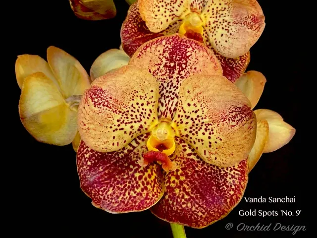 Vanda Sanchai Gold Spots 'No. 9'
