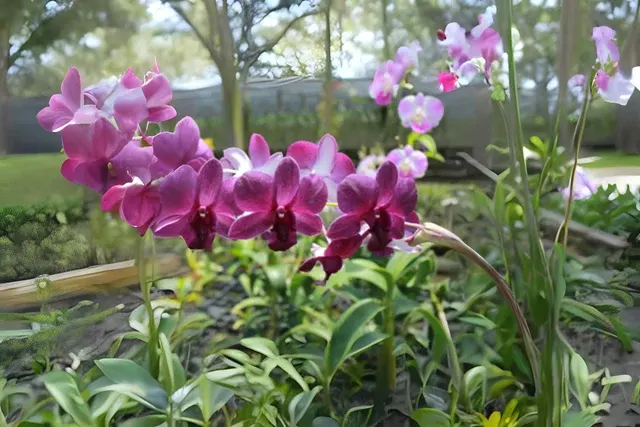 Dendrobium Caesar 'Airy Blue' (Dendrobium)