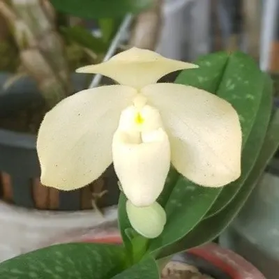 Paphiopedilium concolor var alba (Paphiopedilum)