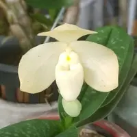 Paphiopedilium concolor var. alba