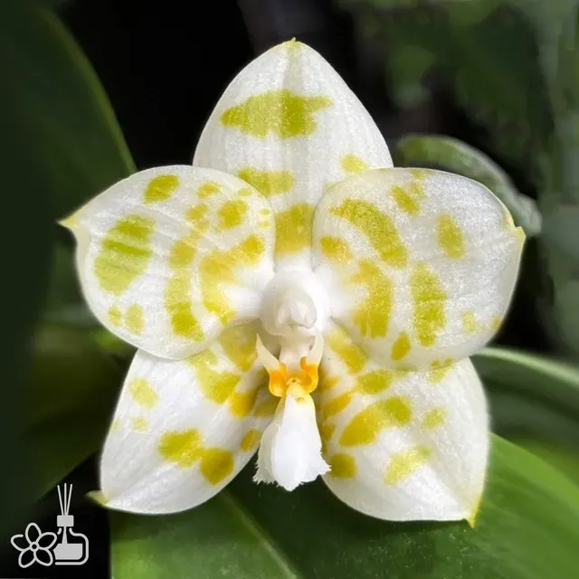 Phalaenopsis Yaphon Love Song 'Green Giant'